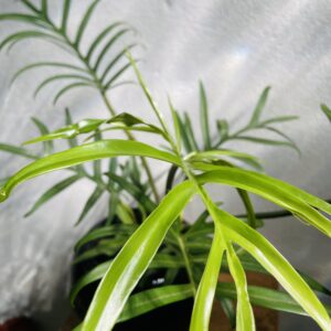 Philodendron Tortum