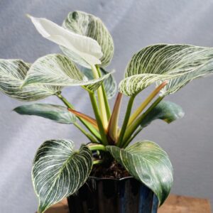 Philodendron Birken