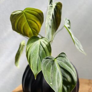 Philodendron Melanochrysum