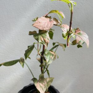 Singonium Pink Splash