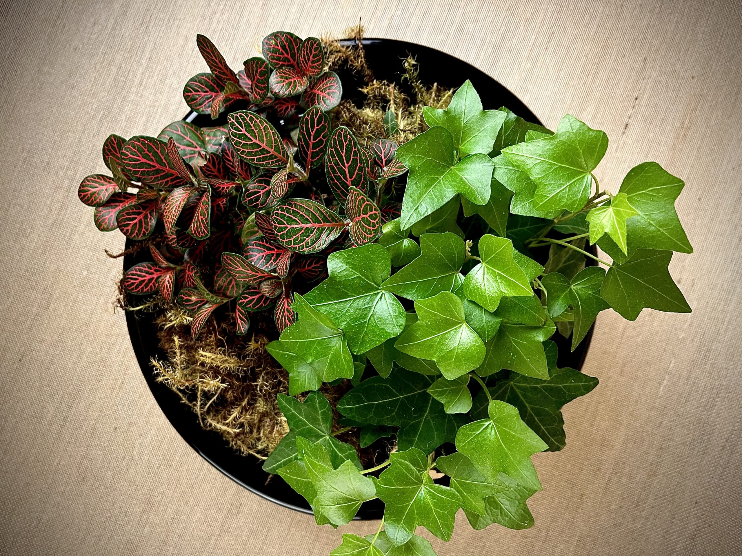 Cachepô de Cerâmica Esmaltada Cuia Canelada Preta - Imagem 6