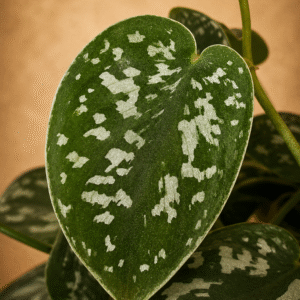 Scindapsus