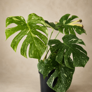 Monstera Thai Constelation