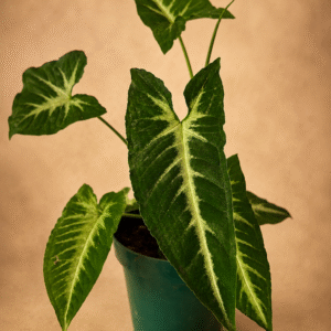 Singônio Wendlandii