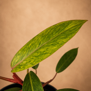 Philodendron Painted Lady
