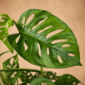 Monstera Adansonii