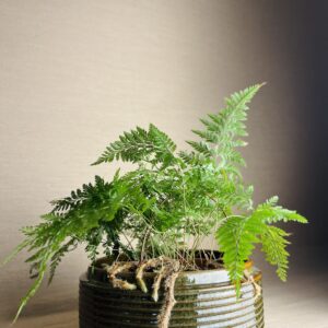 Cachepô de Cerâmica Cuia Canelada G Verde Aladim