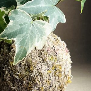 Kokedama P Hera Helix Variegata