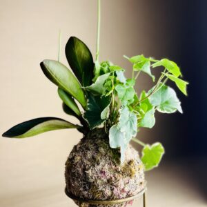 Kokedama P Arranjo Hera Helix + Peperômia
