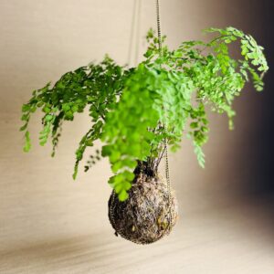 Kokedama M Avenca