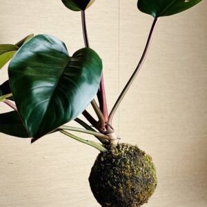 Kokedama G Philodendron Rojo Congo