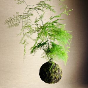 Kokedama M Aspargo Melindre