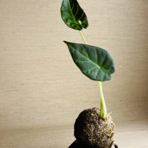 Kokedama P Alocasia Regal Shield