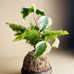 Kokedama P Arranjo Hera + Samambaia Hawaiana