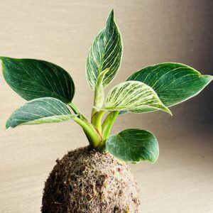 Kokedama M Philodendron Birken